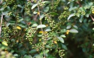 Chinese privet - Shrub that can spread easily into native plant communities and displace native vegetation