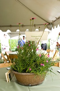 Click here for 2011 Celebration Planter Descriptions