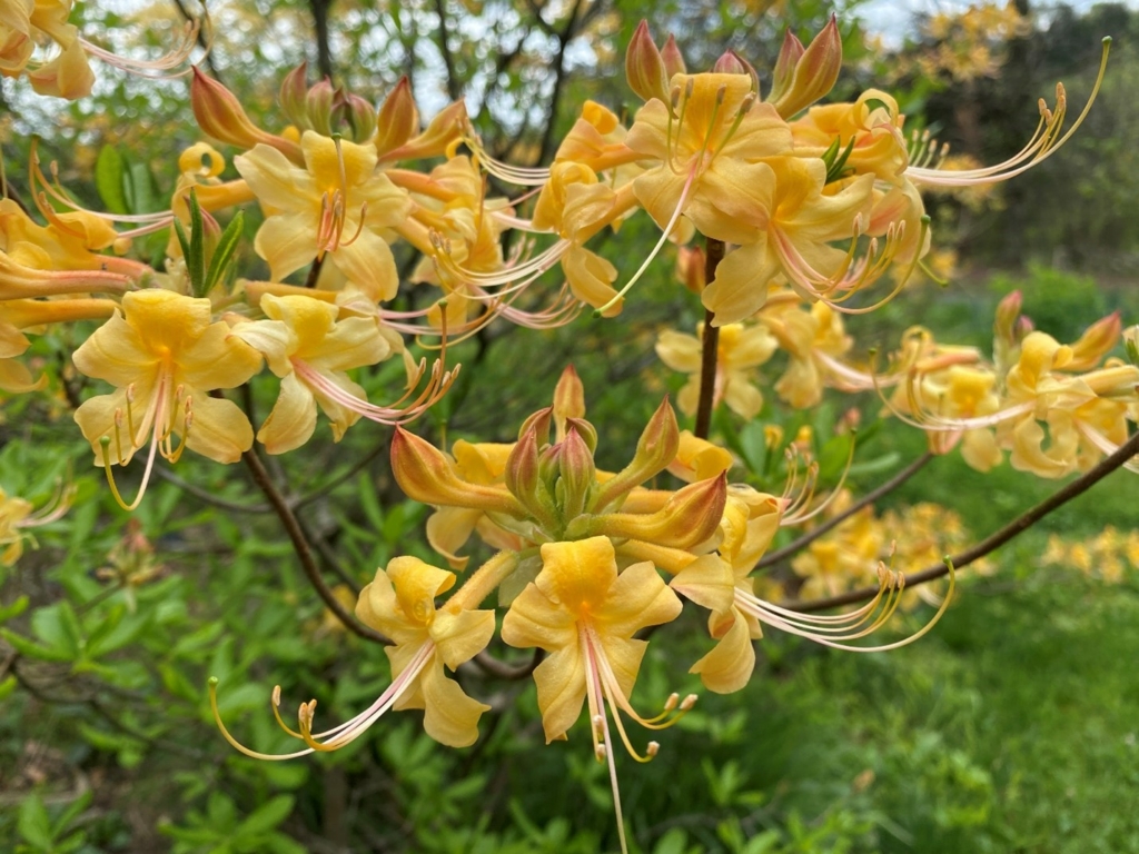 Native Yellow Azaleas
