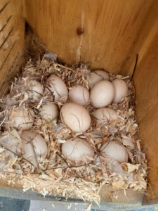 Duck eggs