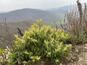 Mountain fetter bush