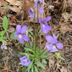 Viola pedata var. pedata (Common bird’s foot violet)