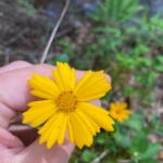 Coreopsis auriculata (Lobed coreopsis)