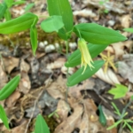 Uvularia perfoliata (Perfoliate bellwort)