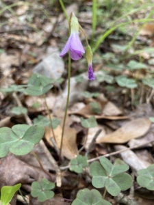 Oxalis violacea (Violet wood-sorrel)